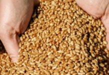 «Себя прокормим»: у Зеленского оценили запасы продуктов в Украине