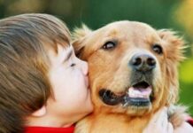 500+ злотих за собаку чи кота: хто з українців може отримати грант