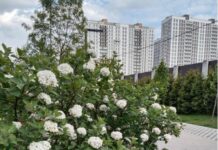 Торнадо у червні та спека у липні: якою буде погода найближчими місяцями