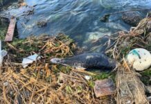 На пляже в Одессе вынесло труп дельфина
