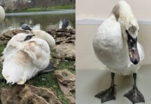Искалеченным лебедям из Парка Победы нашли новый дом