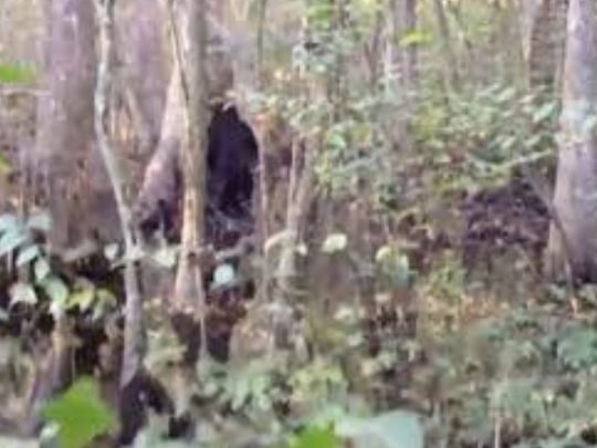 Переконливе відео про снігову людину: американець у лісах Міссісіпі натрапив на загадкову істоту