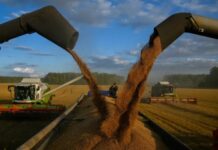 Евросоюз вводит пошлины на импорт российского и белорусского зерна с 1 июля 2023 года