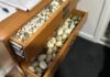 Крупнейшая конфискация редких птичьих яиц в Австралии