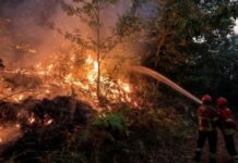 Разрушительные лесные пожары в Португалии: трагедия и борьба