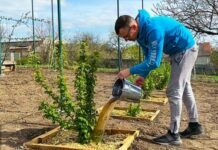 Будете збирати врожай відрами: фермер-практик розповів, чим зараз краще підживити смородину та аґрус