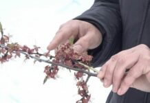 Допоможе повільне спалювання: як захистити плодовий сад від весняних заморозків