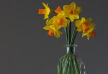 Нарциси у вазі: прості способи, як продовжити свіжість квітів