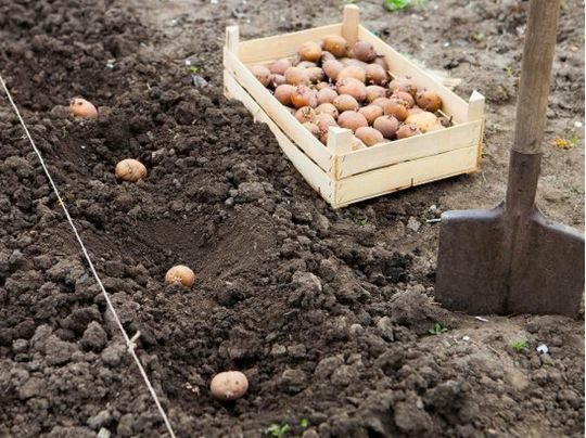 Щороку буде рясний урожай: як обрати добриво для бульби при посадці