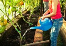 Як і чим поливати помідори, щоб вони не хворіли: ці хитрощі допоможуть