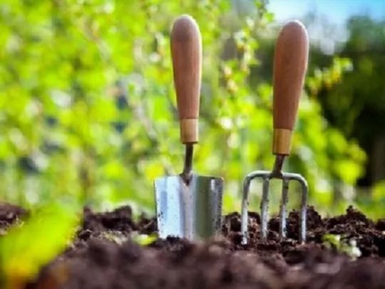 Урожай забезпечить Місяць: календар городника на червень-2025