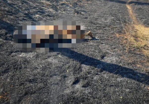 В Одесской области горели сухая трава и дачные постройки: погибла женщина В Одесской области горели сухая трава и дачные постройки: погибла женщина
