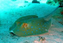 В Одесской области в Черном море заметили опасного морского кота