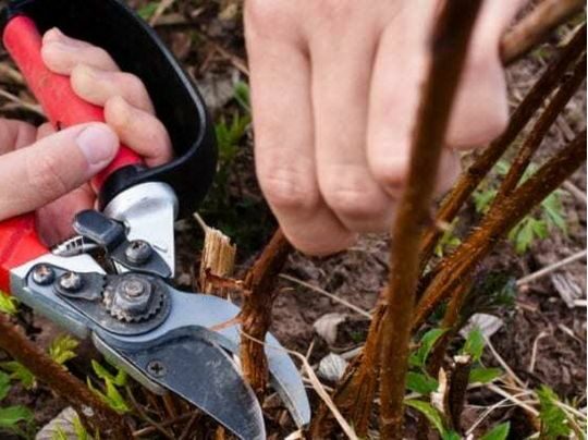 Додайте добрива, багаті на калій та фосфор: час подбати про врожай малини наступного року