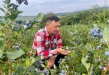 Зробіть це восени: наступного сезону зберете щедрий урожай лохини