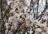 Близнюкам — не вестись на авантюри, Тельцям — уникати токсичного спілкування: гороскоп на 11 квітня