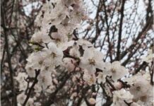 Близнюкам — не вестись на авантюри, Тельцям — уникати токсичного спілкування: гороскоп на 11 квітня