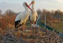 Лель і Квітка замість Грицька та Одарки: у знаменитому гнізді на Полтавщині розпочався новий сезон лелечого «серіалу»