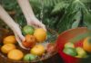 Чи треба мити фрукти в оцті: експертка розвіяла всі сумніви
